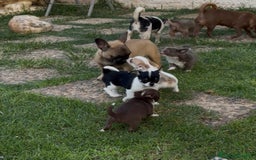 Bulldog Francese cani in vendita: Bulldog francese femmina fulva a Città metropolitana di Milano - Immagine 6