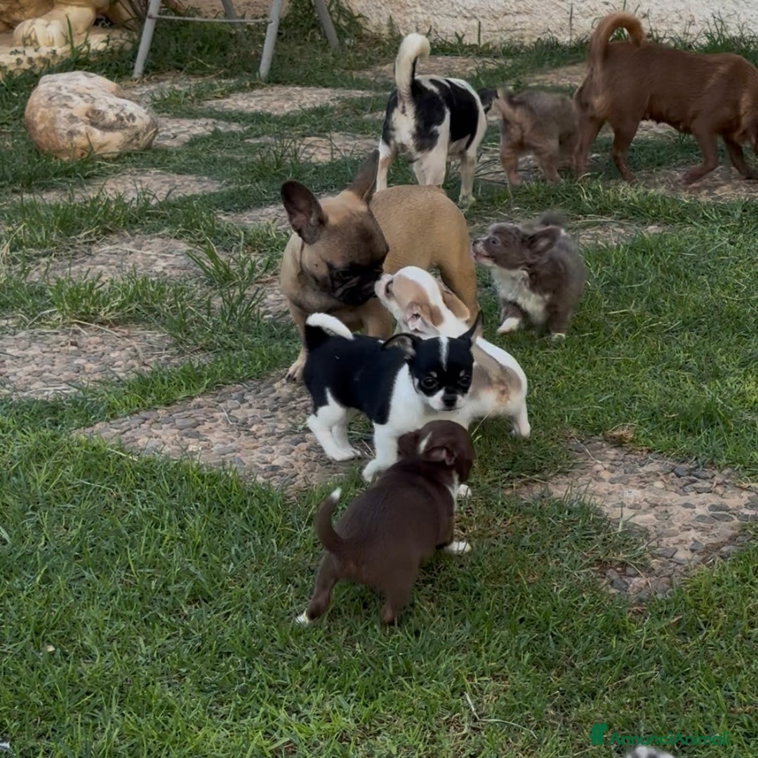 Bulldog Francese cani in vendita: Bulldog francese femmina fulva a Città metropolitana di Milano - Immagine 6