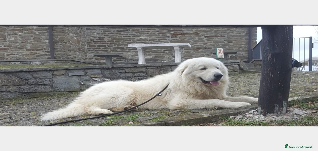 Immagine della galleria {{count}}