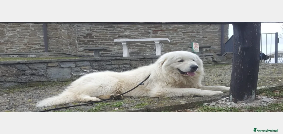 Immagine della galleria {{count}}