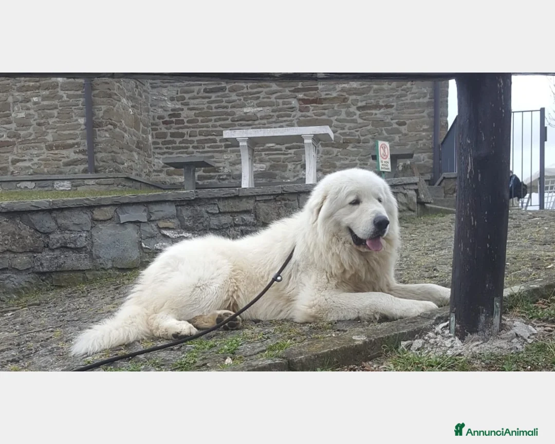 Immagine della galleria {{count}}