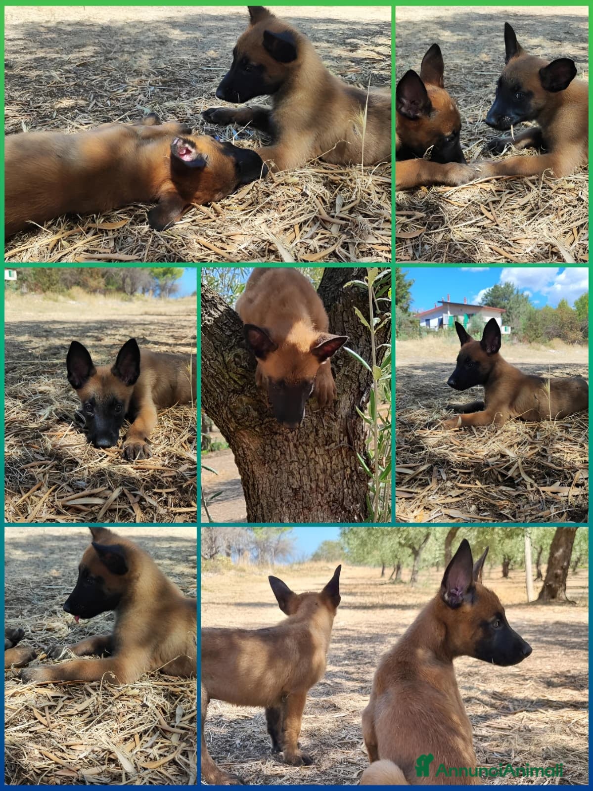 Pastore Belga cani Cuccioli Pastore Belga Malinois Puglia Calabria - Annuncio 2