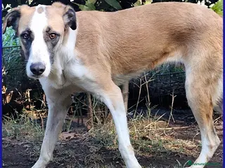 Meticcio cani NORMA, GIOVANE CAGNOLINA - Annuncio 24