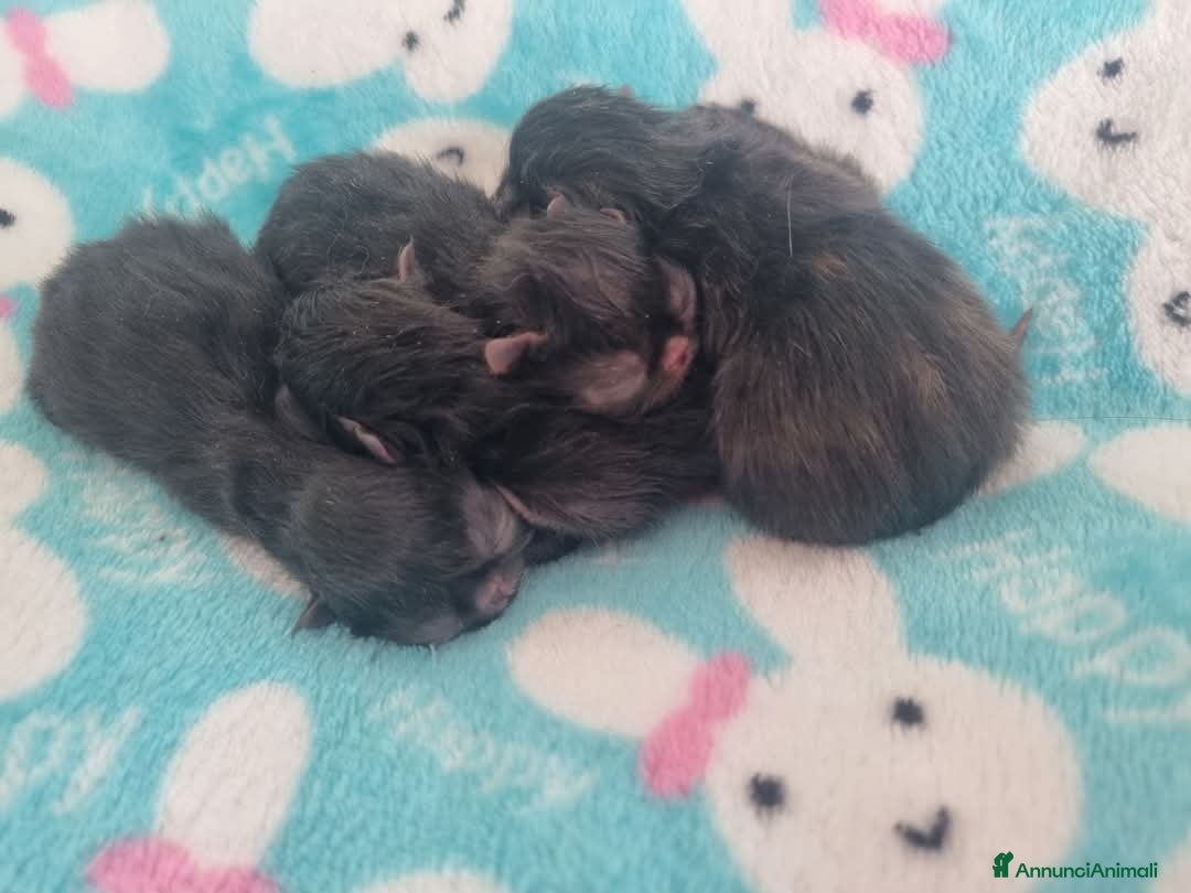 Persiano gatti Cucciolo di Persiano  a Provincia di Pisa - Annuncio 8