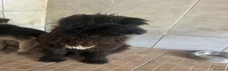 Meticcio cani in regalo: Zorro, Schnauzer-Terrier Mix in canile a Catania - Annuncio 4