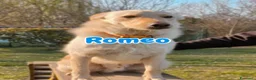 Meticcio cani in regalo: ROMEO 💙 zero divano. Mille avventure. a Provincia di Parma - Annuncio 4