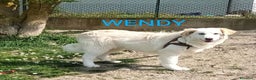Meticcio cani in regalo: WENDY giovanissima tg mediogrande - Annuncio 2