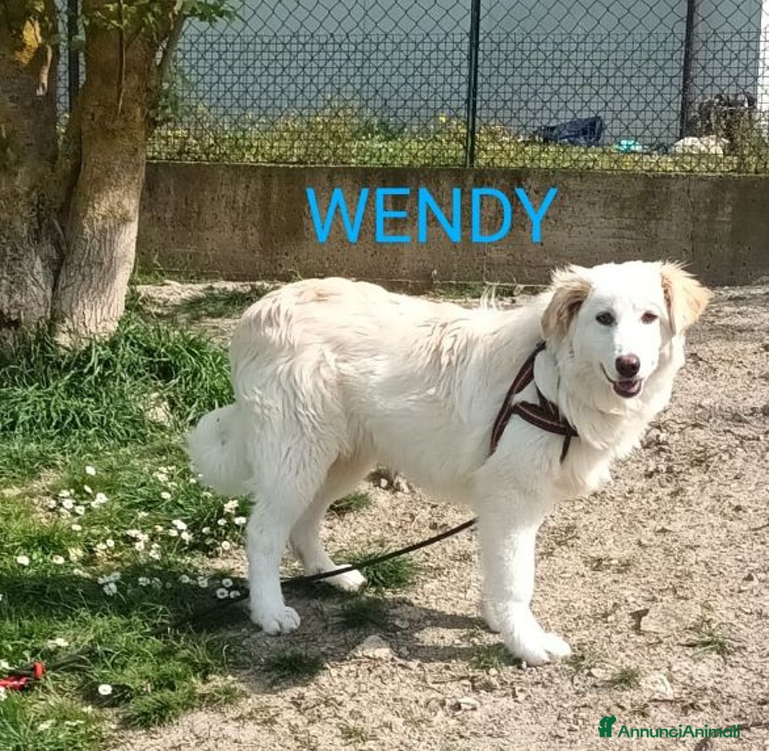 Meticcio cani in regalo: WENDY giovanissima tg mediogrande - Annuncio 2