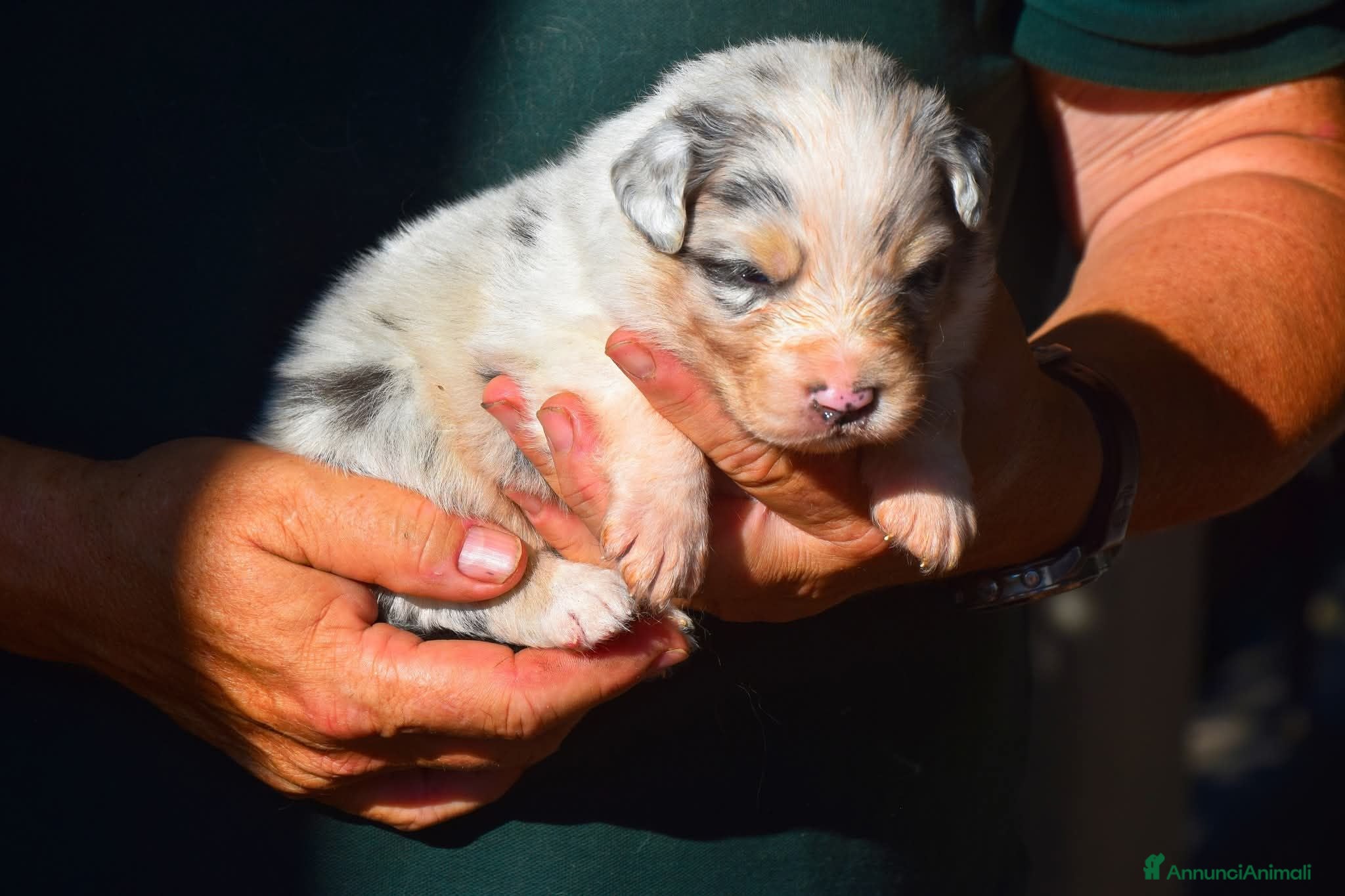 Australian Shepherd cani Cuccioli di pastore australiano  - Annuncio 7