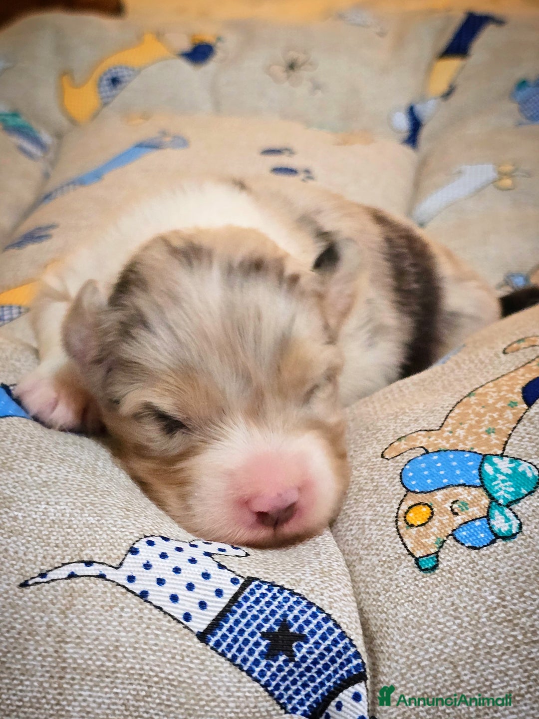 Australian Shepherd cani in vendita: Cucciole di pastore australiano con pedigree ENCI - Annuncio 15