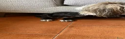 Meticcio cani in regalo: Regalo cucciolo cane nero  a Provincia di Modena - Annuncio 10