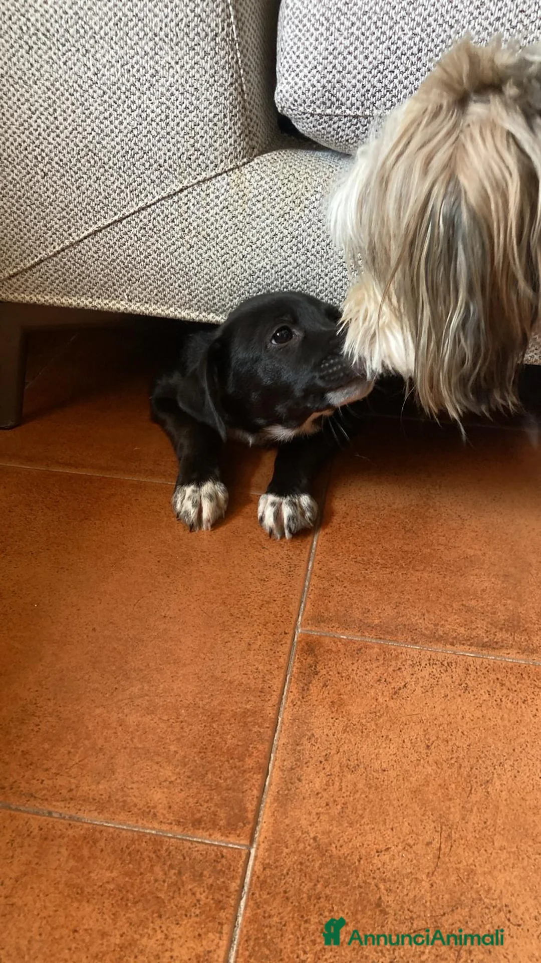 Meticcio cani in regalo: Regalo cucciolo cane nero  a Provincia di Modena - Annuncio 10