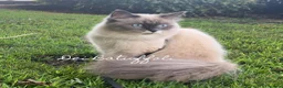 Siberiano gatti in vendita: Cuccioli Gatto Siberiano AFSI WCF, Alta genealogia - Annuncio 7