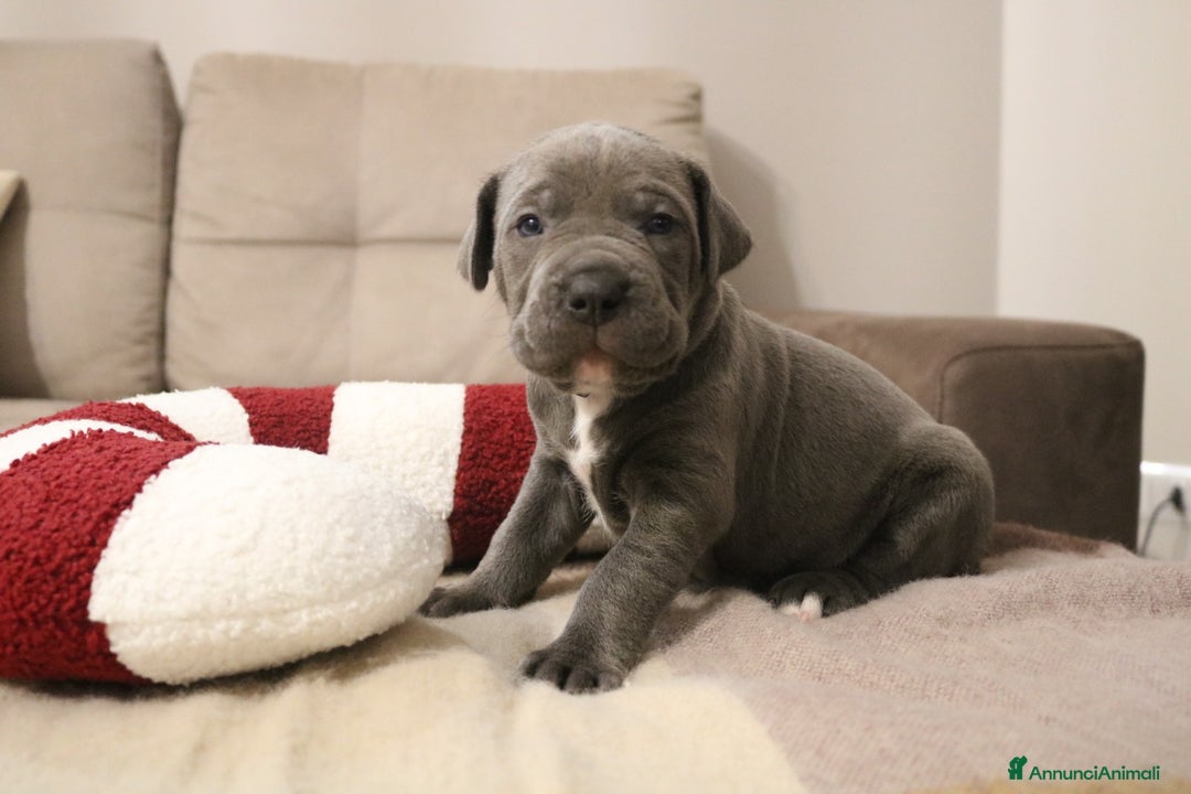 Cane Corso cani in vendita: Cuccioli Cane Corso grigi  - Annuncio 4