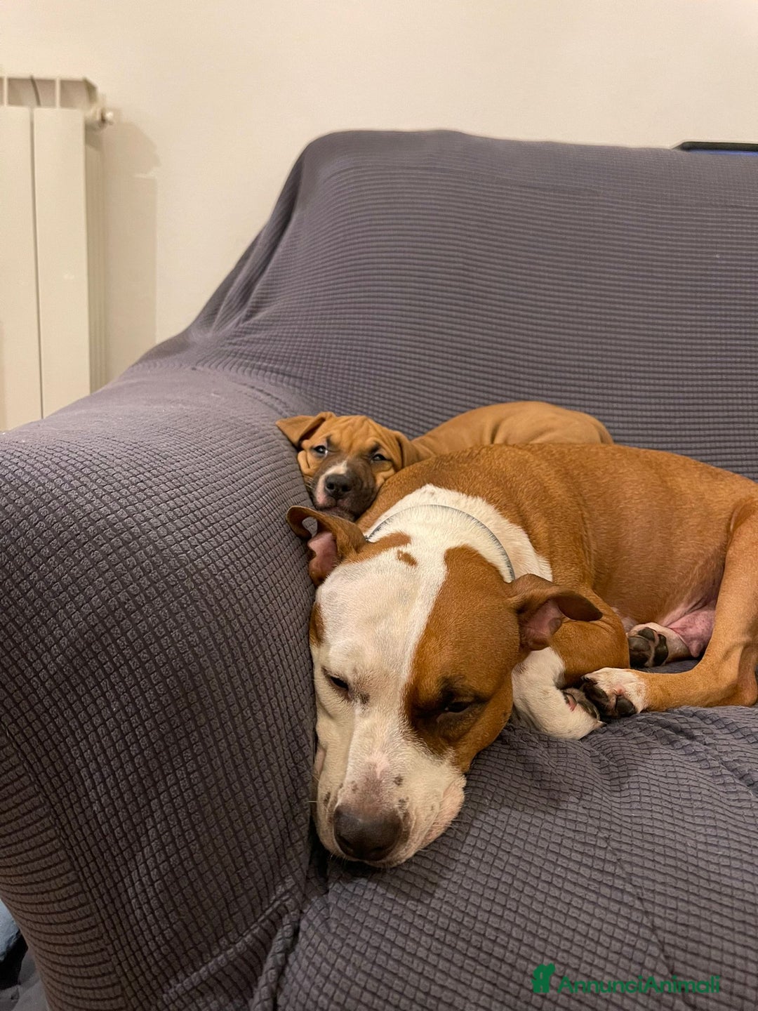 American Staffordshire cani in vendita: Cucciolo ARTù  - Annuncio 3