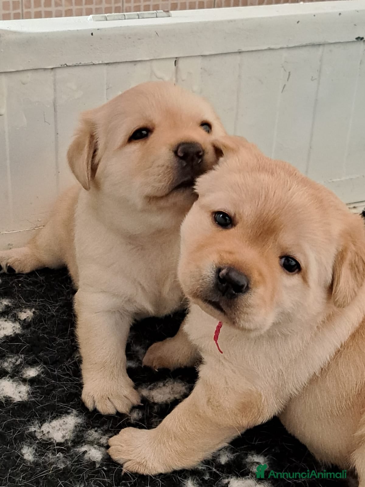 Labrador cani Cuccioli di Labrador:  - Annuncio 2