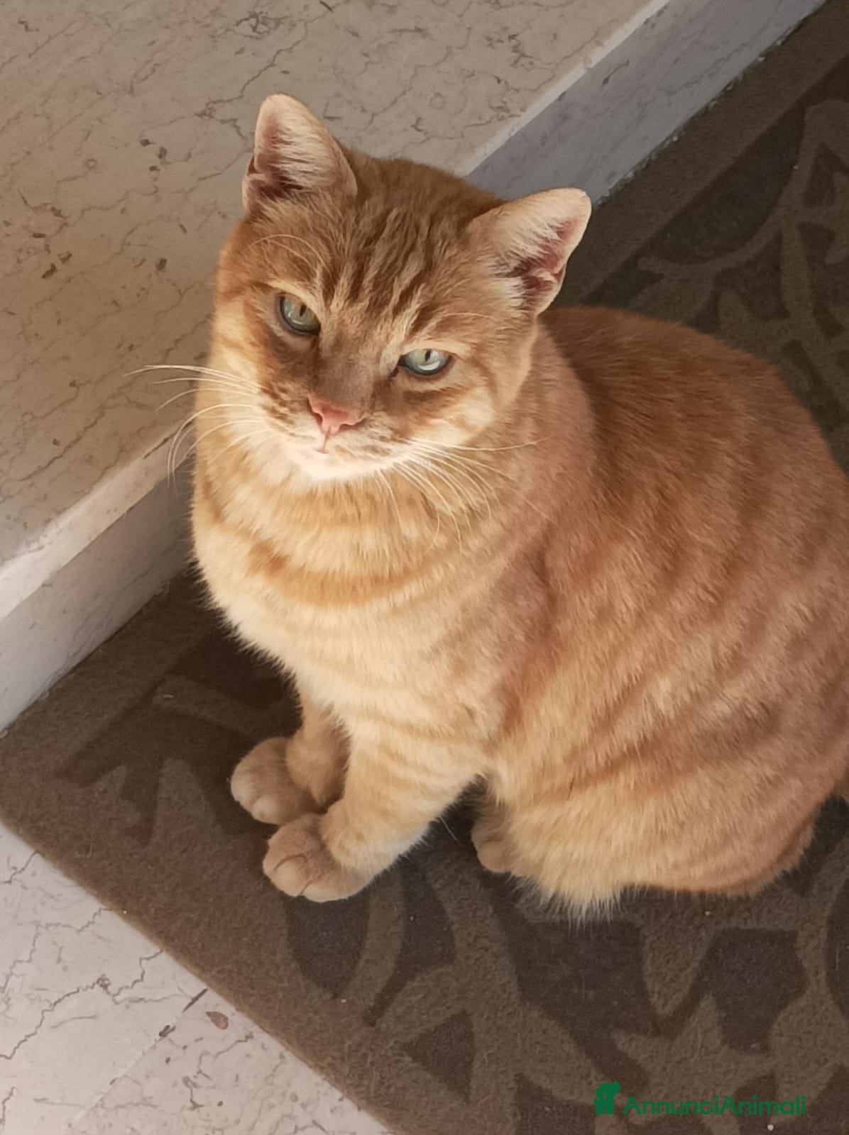 Altre razze gatti CERCA UNA VERA FAMIGLIA 🏠 SASSOFERRATO (AN) - Annuncio 2