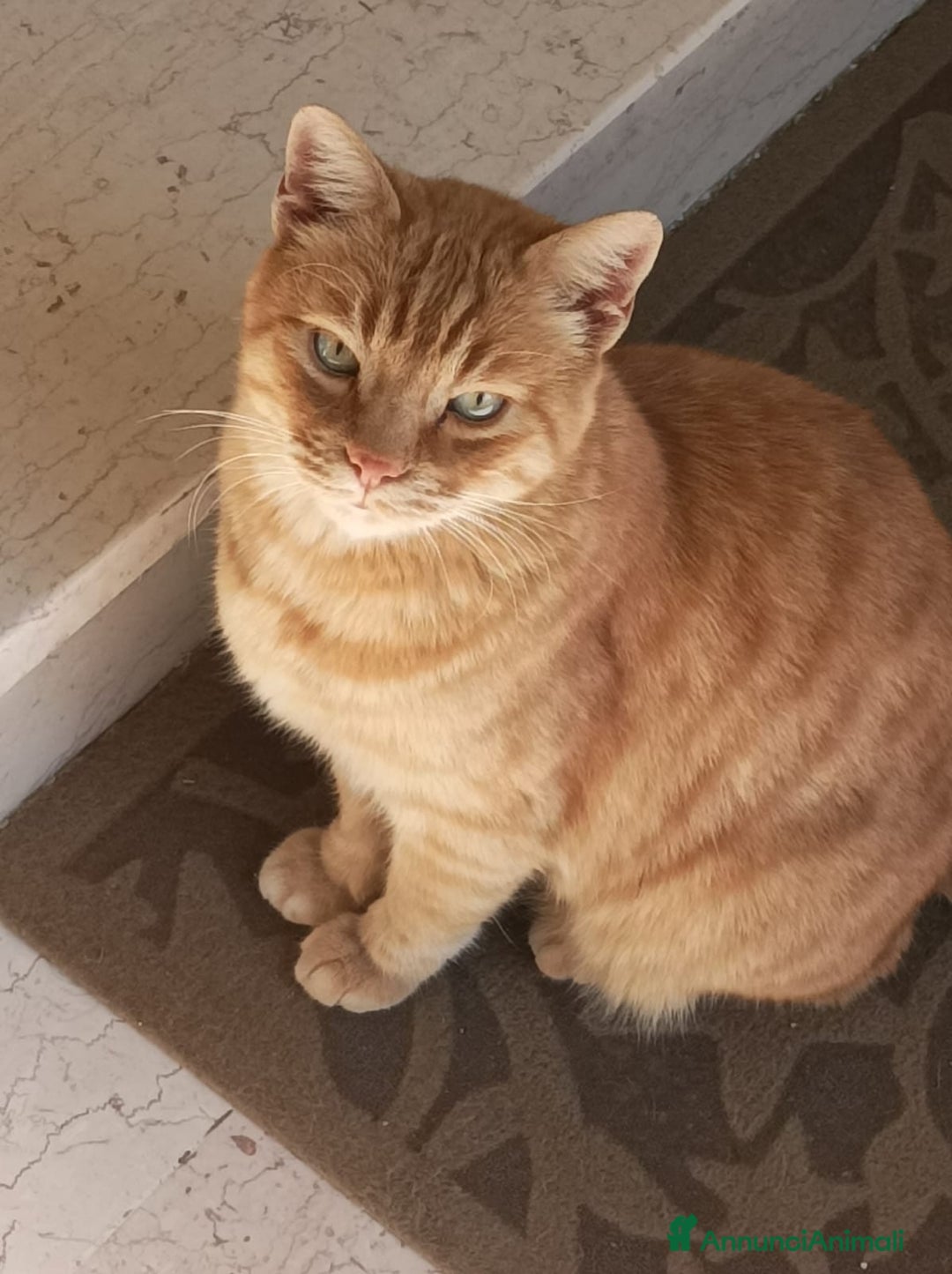 Altre razze gatti in regalo: CERCA UNA VERA FAMIGLIA 🏠 SASSOFERRATO (AN) - Annuncio 1