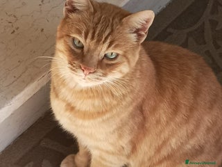 Altre razze gatti CERCA UNA VERA FAMIGLIA 🏠 SASSOFERRATO (AN) - Annuncio 10