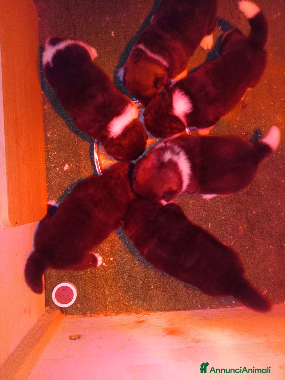 Akita Americano cani in vendita: AKITA AMERICANO  - Annuncio 3