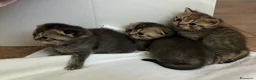 Scottish gatti in vendita: Vendesi scottish Fold/straight a Provincia di Pisa - Annuncio 6