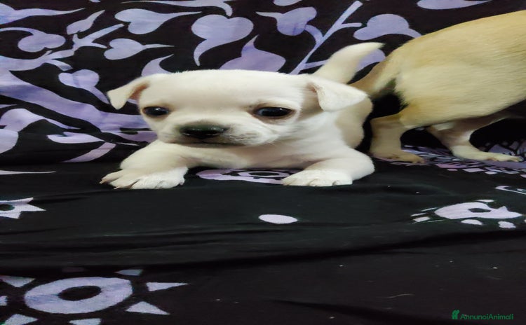 Chihuahua cani a Città Metropolitana di Torino - Annuncio 1