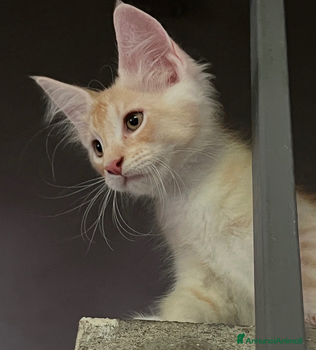 Maine Coon gatti Maine Coon bellissimi  - Annuncio 1