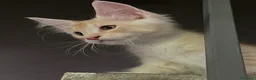 Maine Coon gatti in vendita: Maine Coon bellissimi  - Annuncio 1
