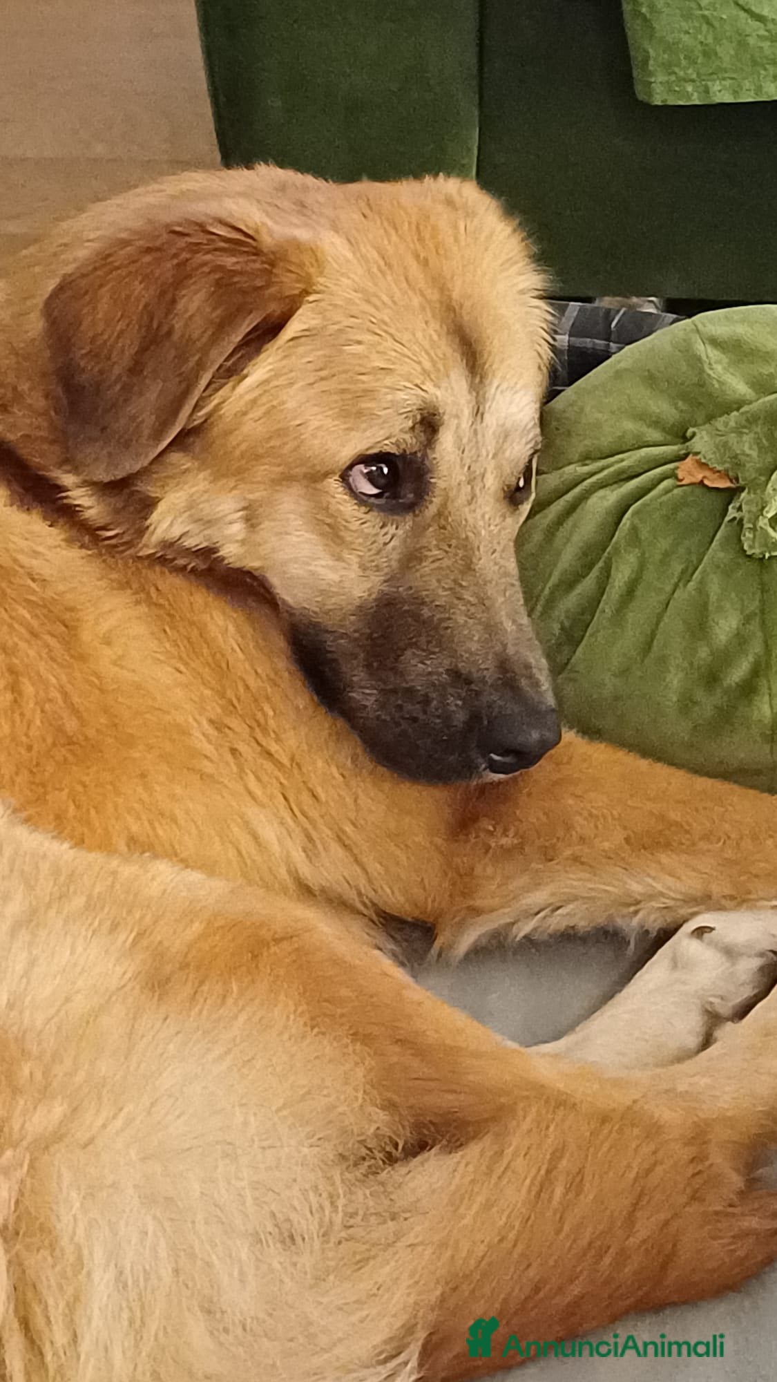 Meticcio cani Maya 1 anno, carattere eccezionale - Annuncio 1