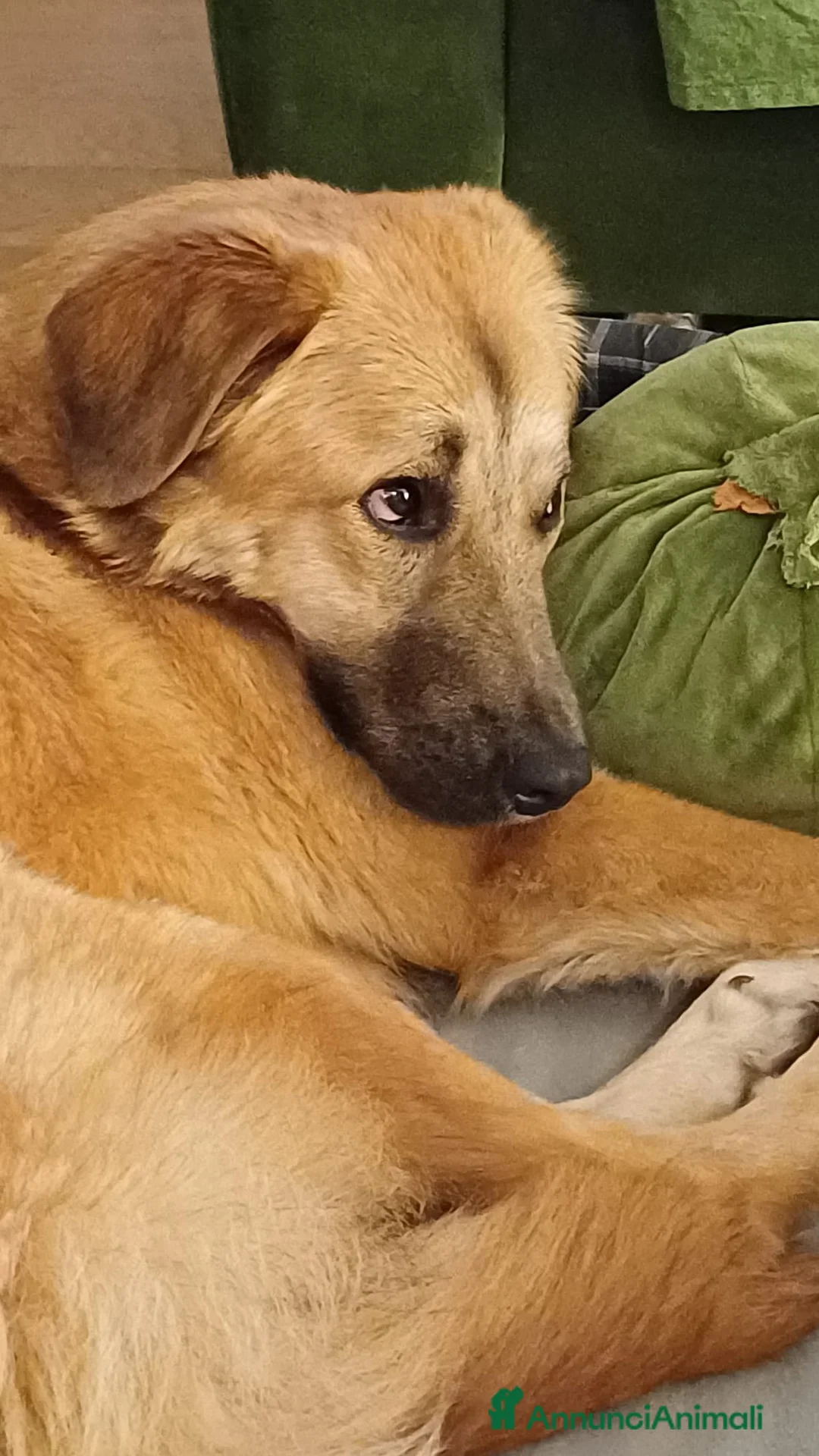 Meticcio cani in regalo: Maya 1 anno, carattere eccezionale a Città Metropolitana di Bologna - Annuncio 1