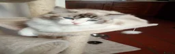 Ragdoll gatti in vendita: Cuccioli Ragdolls altissima genealogia  - Annuncio 3