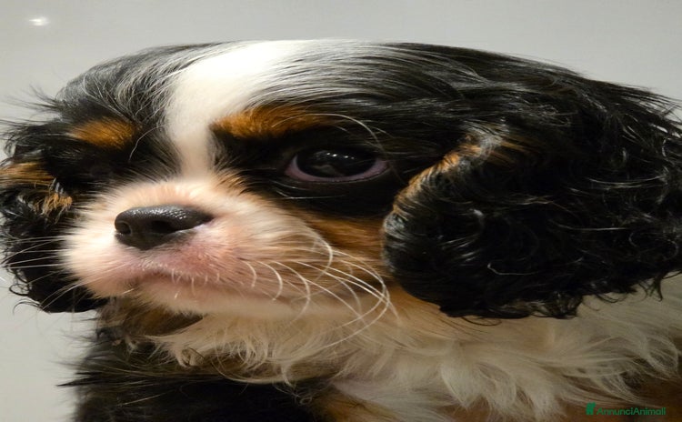 Cavalier King cani a Provincia di Massa e Carrara - Annuncio 9