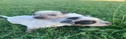 Australian Cattledog cani in vendita: Splendidi cuccioli di Australian Cattle Dog  a Provincia di Rimini - Annuncio 8