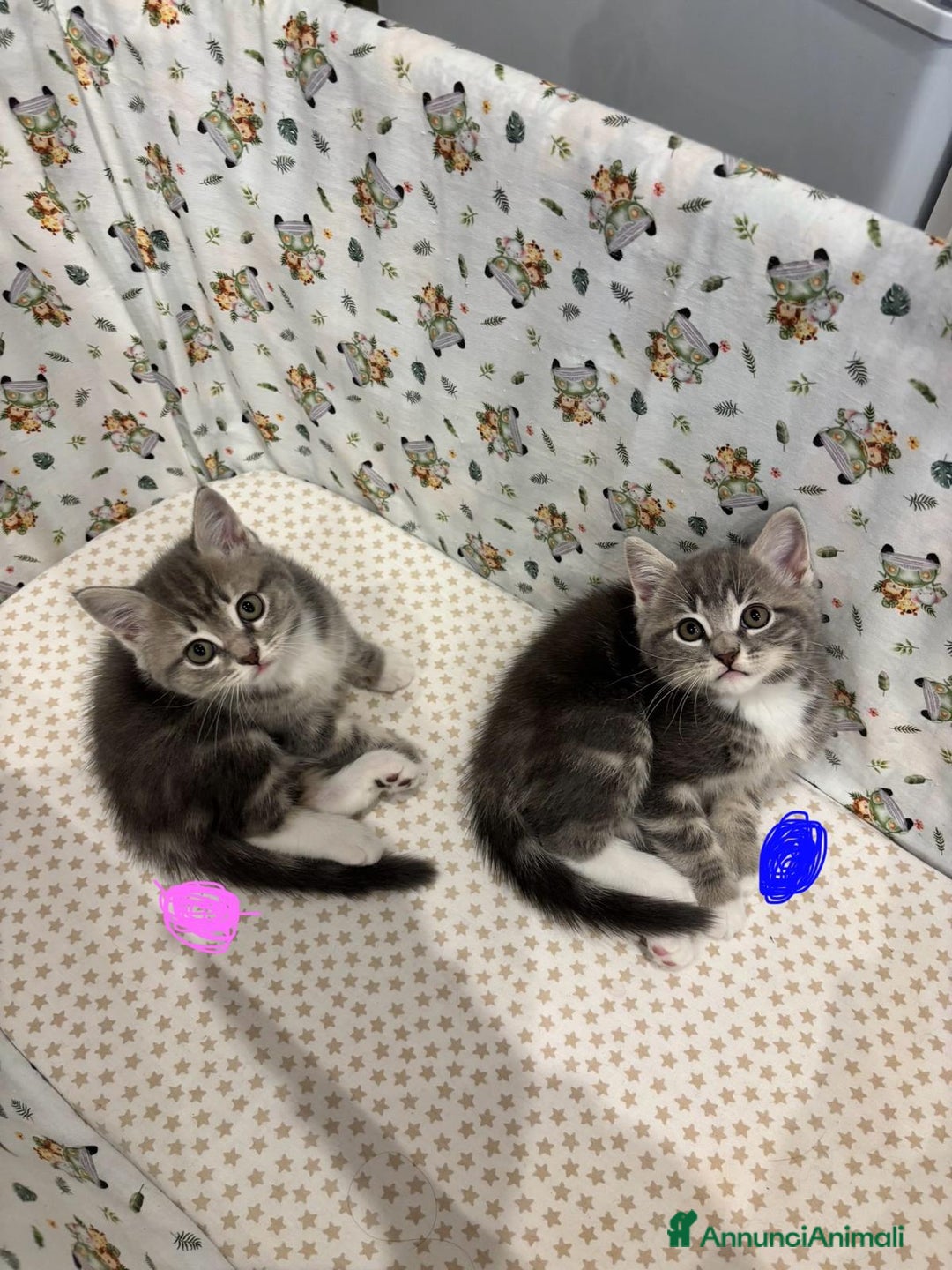 British gatti in vendita: Gatto British  - Annuncio 3