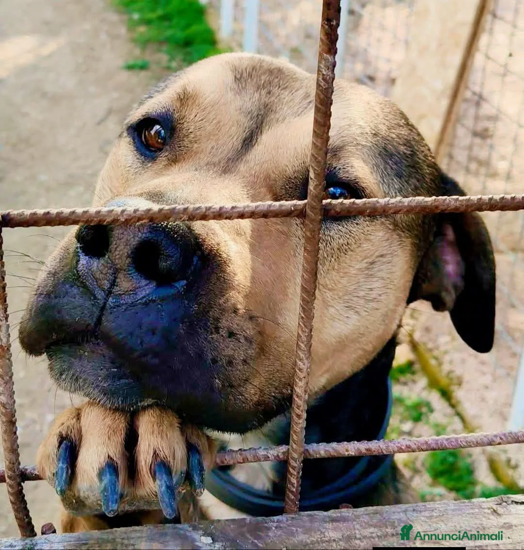Meticcio cani in regalo: BOBBY CUOREAMORE CERCA  FAMIGLIA - Annuncio 1