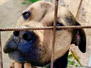 Meticcio cani BOBBY CUOREAMORE CERCA FAMIGLIA - Annuncio 5