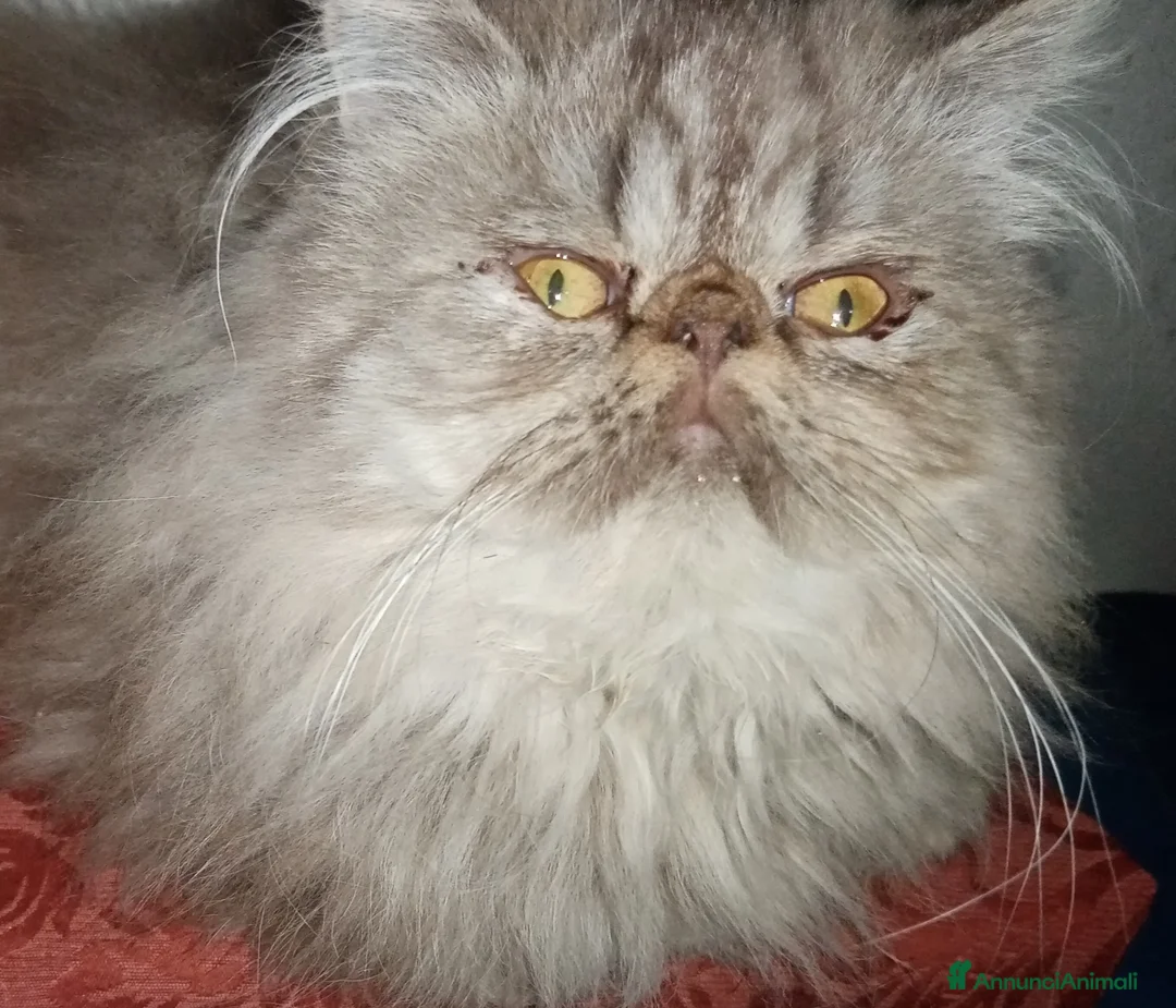 Persiano gatti in vendita: Cuccioloni gatti Persiani pura razza  - Annuncio 2