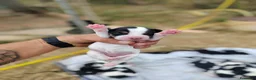 Beagle cani in vendita: Beagle - Annuncio 3