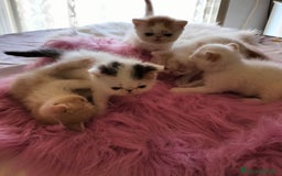 Exotic Shorthair gatti in vendita: Exotic Shorthair allevamento Exodora Sikelia  a Città metropolitana di Catania - Immagine 18