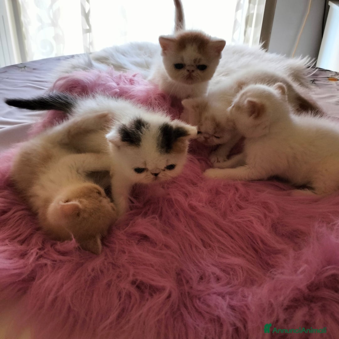 Exotic Shorthair gatti in vendita: Exotic Shorthair allevamento Exodora Sikelia  a Città metropolitana di Catania - Immagine 18