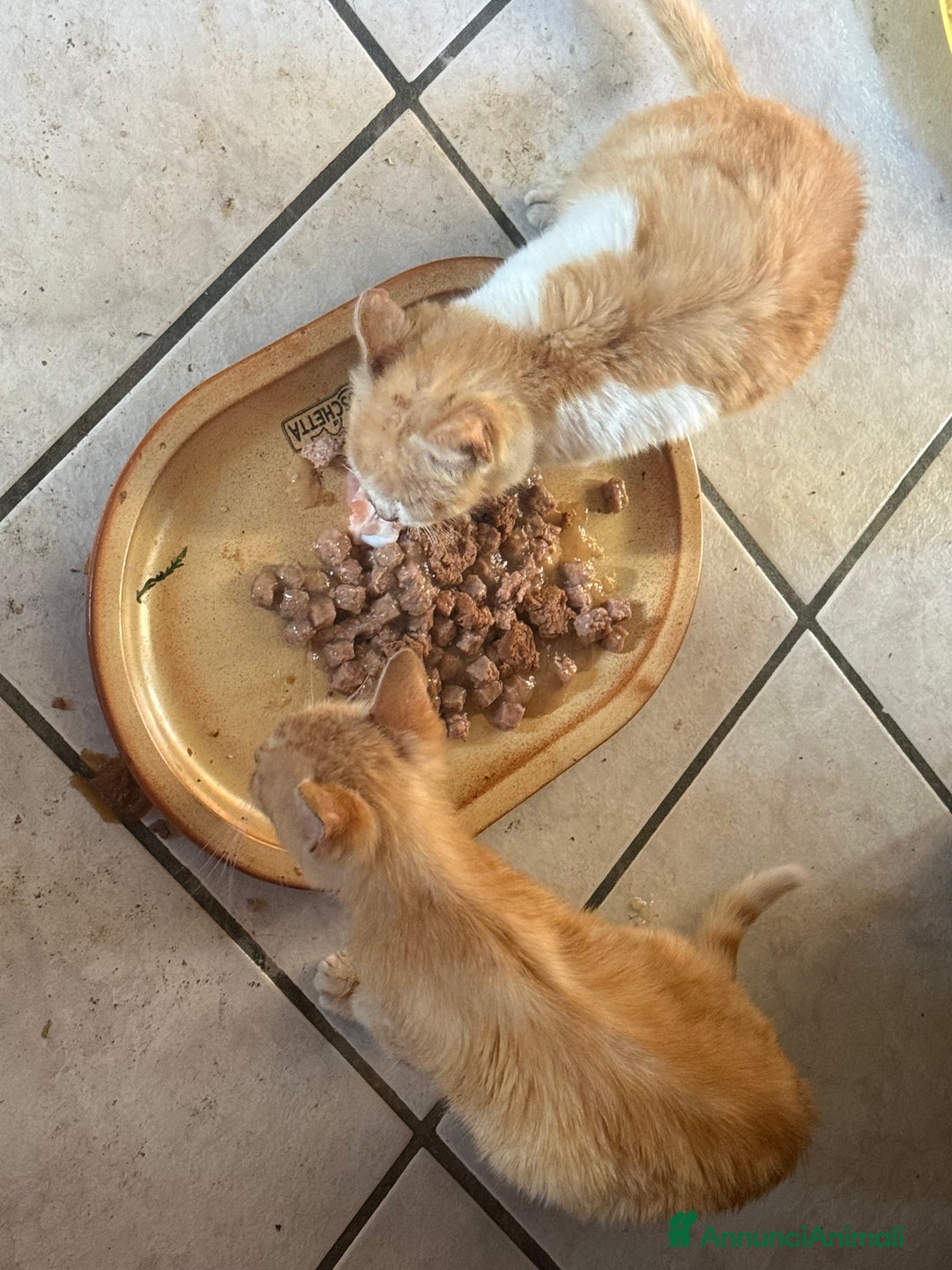 Europeo gatti in regalo: Gattini rossi trovatelli  - Annuncio 8