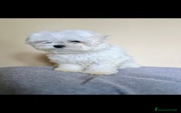 Maltese cani in vendita: Cuccioli di Maltese con pedigree a Provincia di Pavia - Immagine 2