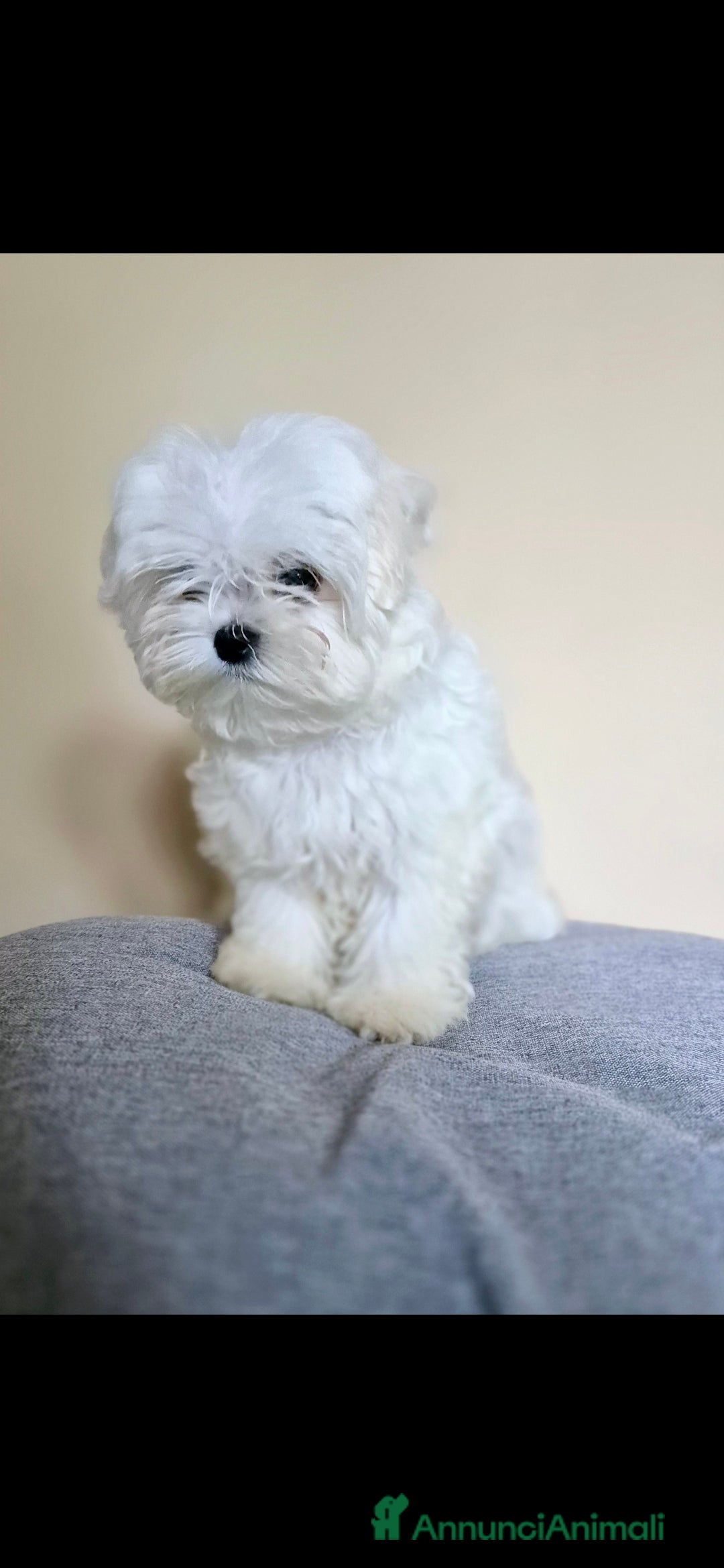 Maltese cani in vendita: Cuccioli di Maltese con pedigree a Provincia di Pavia - Immagine 2