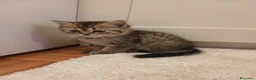 Scottish gatti in vendita: Scottish fold/straight  a Provincia di Padova - Annuncio 9