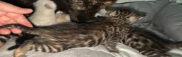 Meticcio gatti in vendita: Millefiori gattini (bengal esotici) - Annuncio 31