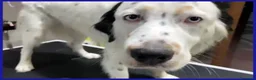 Meticcio cani in regalo: ACHILLE GIOVANE CAGNOLINO DAGLI OCCHI AZZURRI - Annuncio 6
