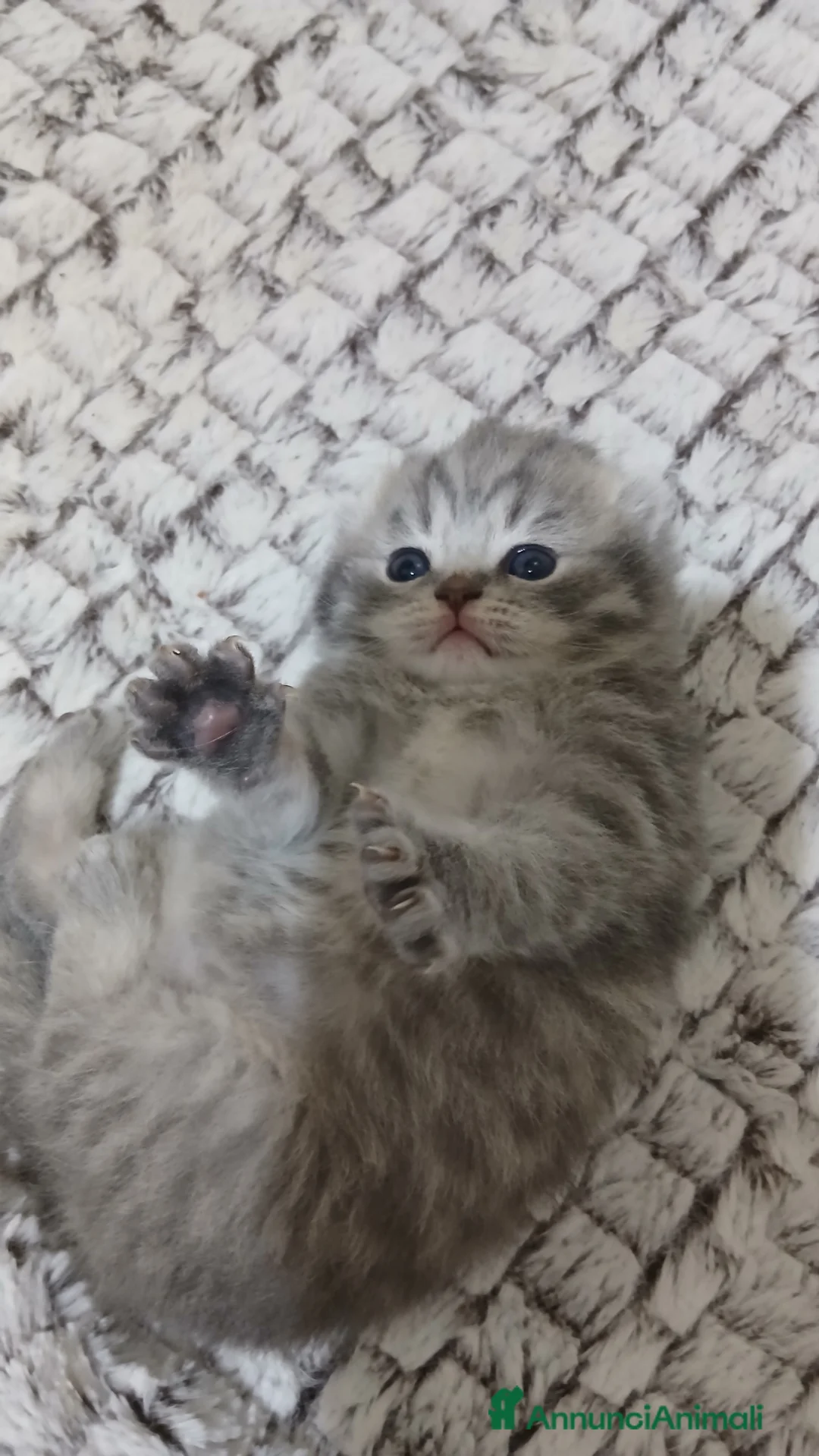 Scottish gatti in vendita: Cucciolo Schottish femmina  - Annuncio 5