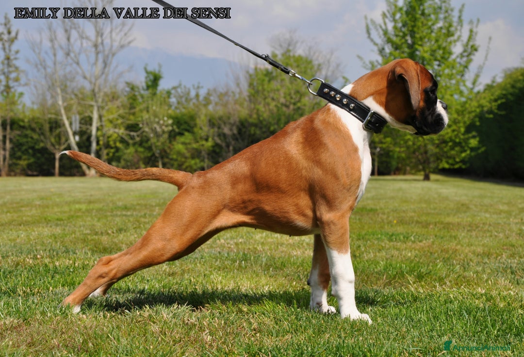 Boxer cani in vendita: BOXER CUCCIOLI VENDO A TRENTO E VERONA - Annuncio 13