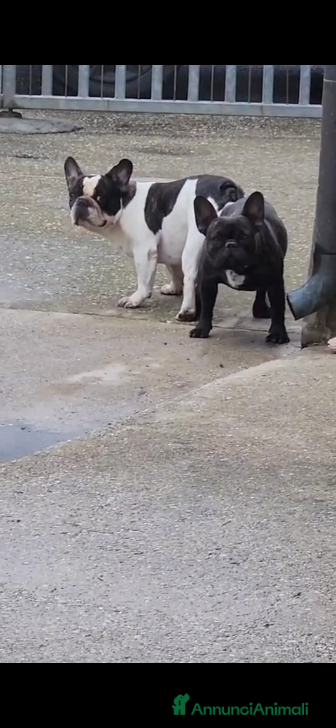 Bulldog Francese cani in vendita: Bulldog francese  - Annuncio 2