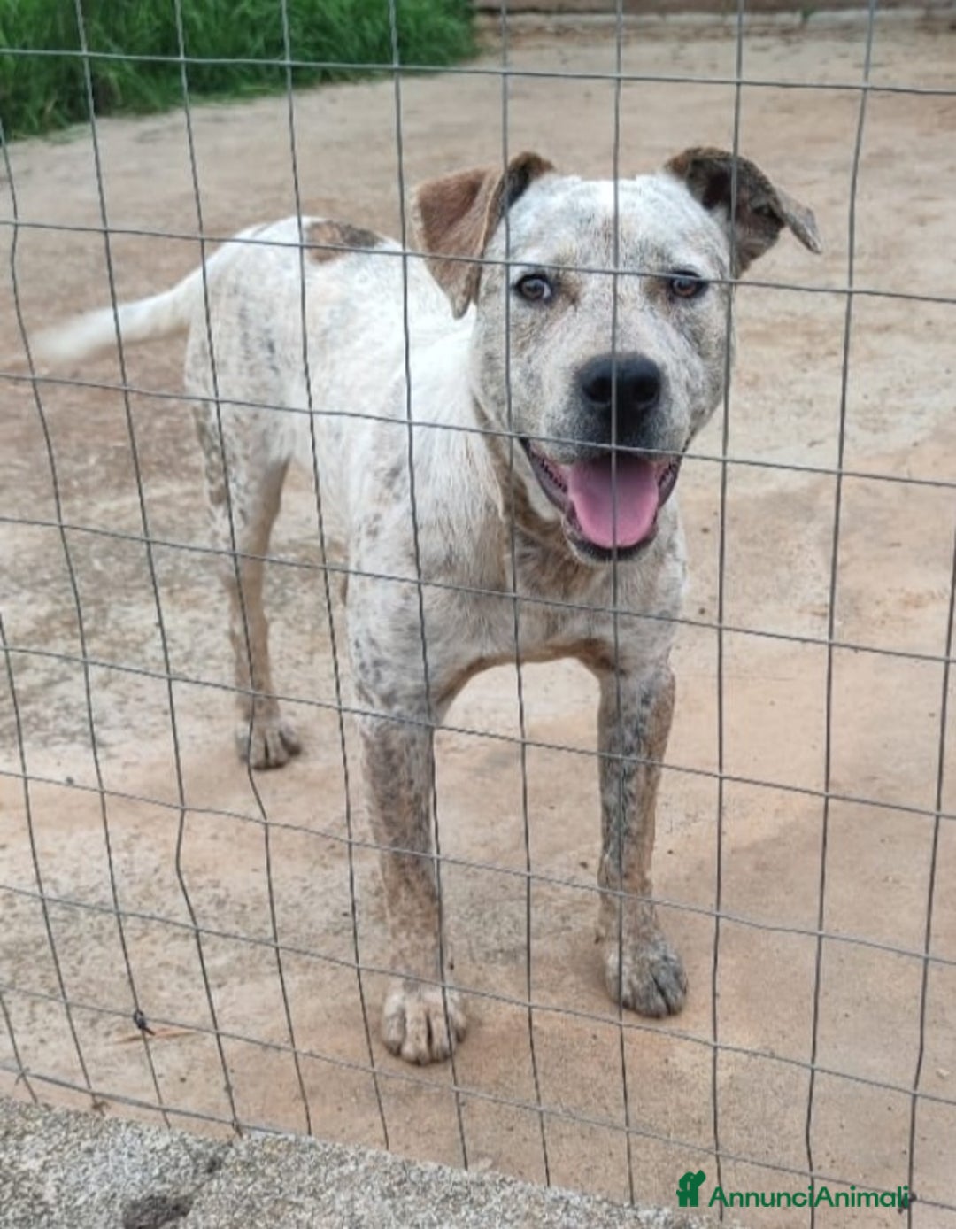 Meticcio cani in regalo: Molossino 2anni e 1/2 dal recinto al canile.CALABR - Annuncio 1